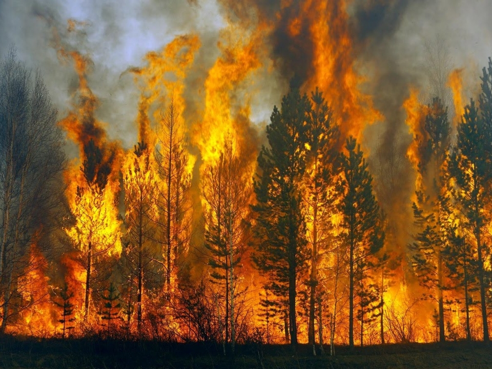 Image for Нижегородцам запретили посещать леса во время аномальной жары