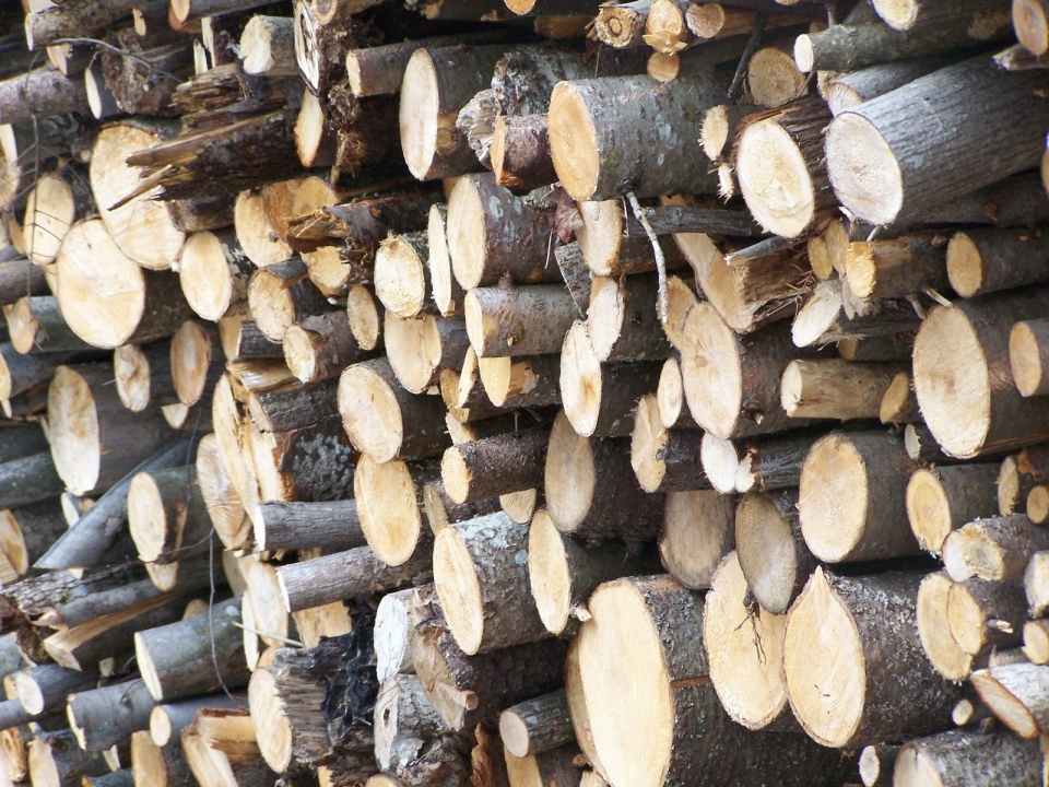 В Воротынском районе Нижегородской области депутат Земского собрания незаконно вырубил 276 деревьев