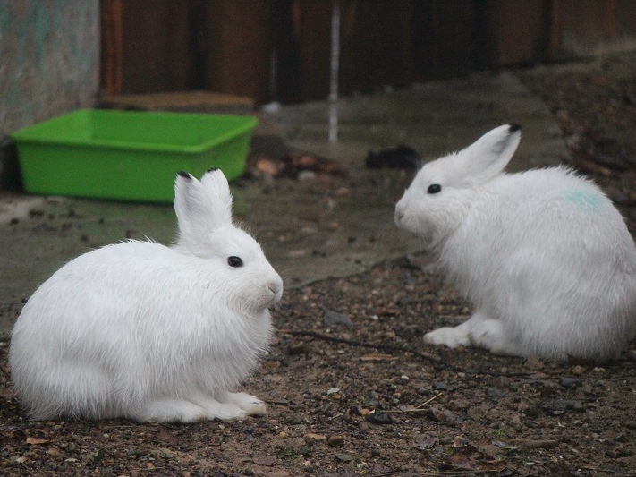 Зайцы-беляки из Якутии поселились в зоопарке «Лимпопо» Нижнего Новгорода