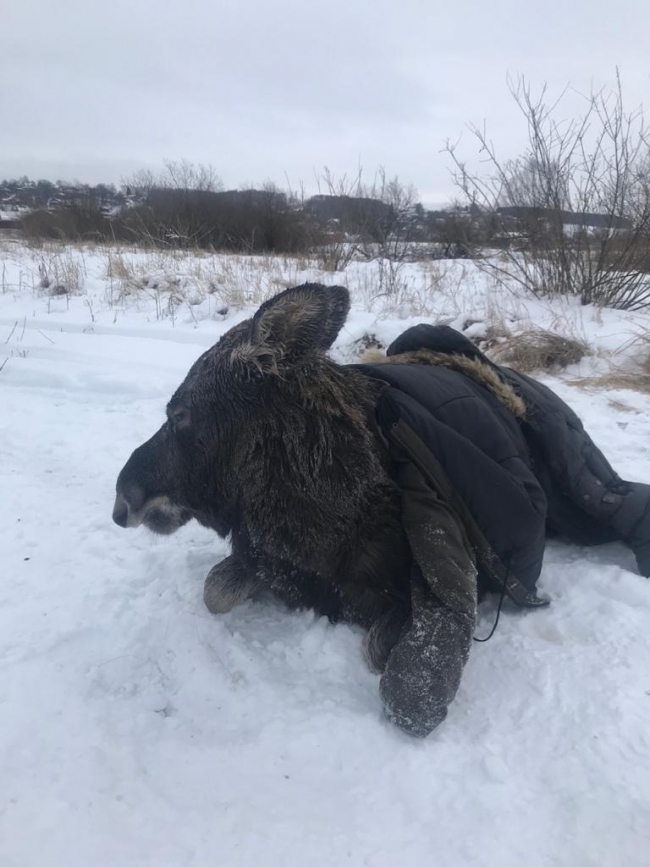 Image for Нижегородцы спасли на Волге провалившуюся под лед лосиху