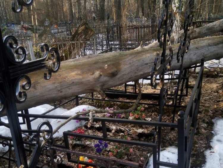 Image for Спиленные деревья свалили на могилы и ограды кладбища в Павлове