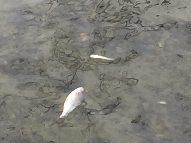 Image for Массовая гибель рыбы в Кстовском районе произошла из-за нехватки кислорода