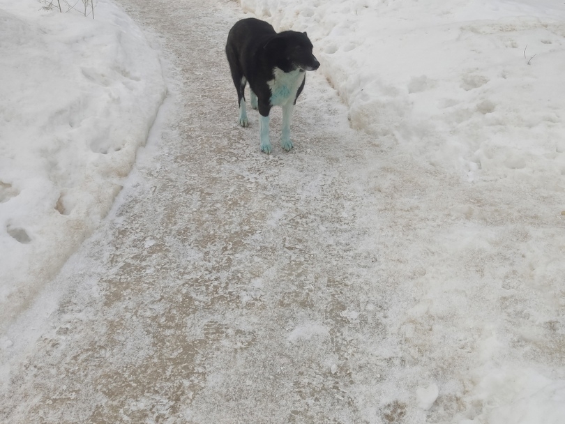 Image for Мэрия подтвердила появление новых синих собак в Дзержинске