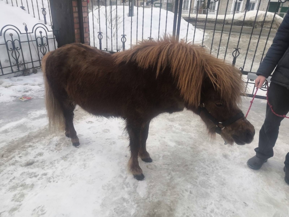 Image for Нижегородка обнаружила сбежавшего пони у своего забора 