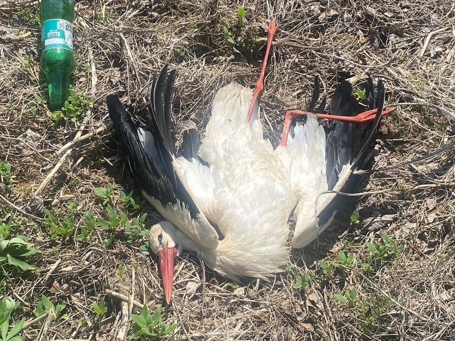 Image for Неизвестный расстреливает краснокнижных птиц в Борском районе