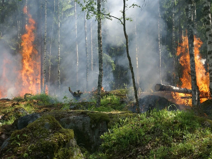 Image for Пожароопасный сезон начался в лесах Нижегородской области с 25 апреля