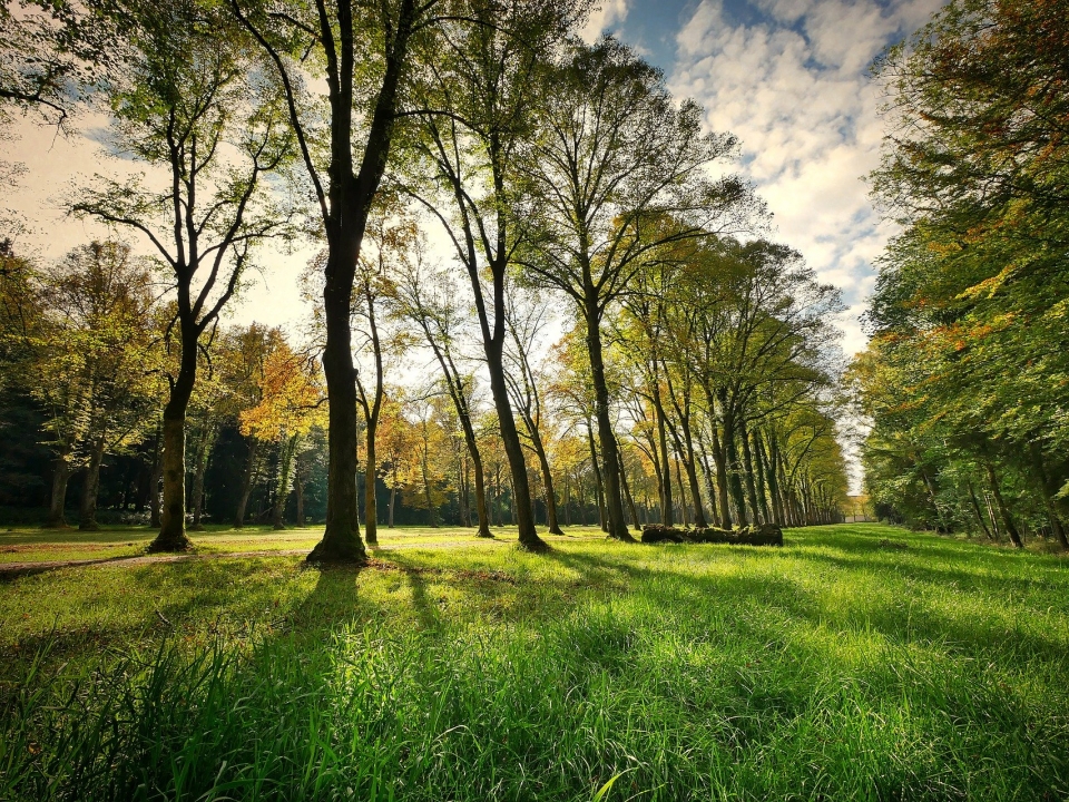 Image for «Сад примирения» появится в нижегородском парке «Швейцария»