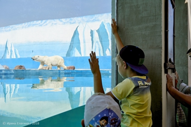 Image for Фоторепортаж: белый медведь в нижегородском зоопарке "Лимпопо"