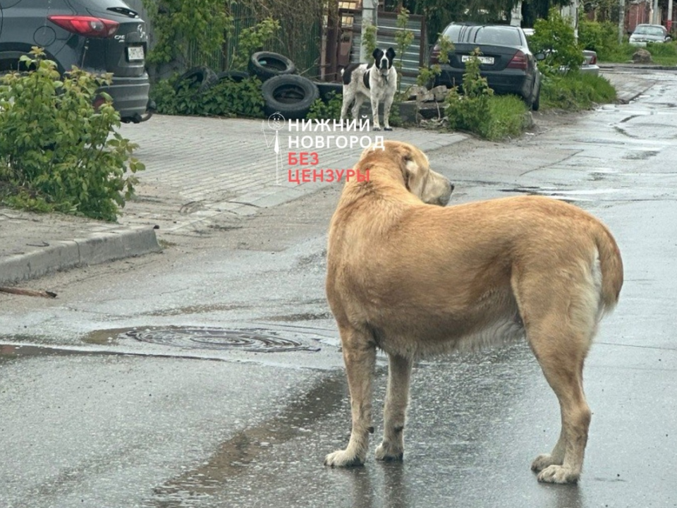 Image for Терроризирующие жителей Советского района собаки оказались хозяйскими