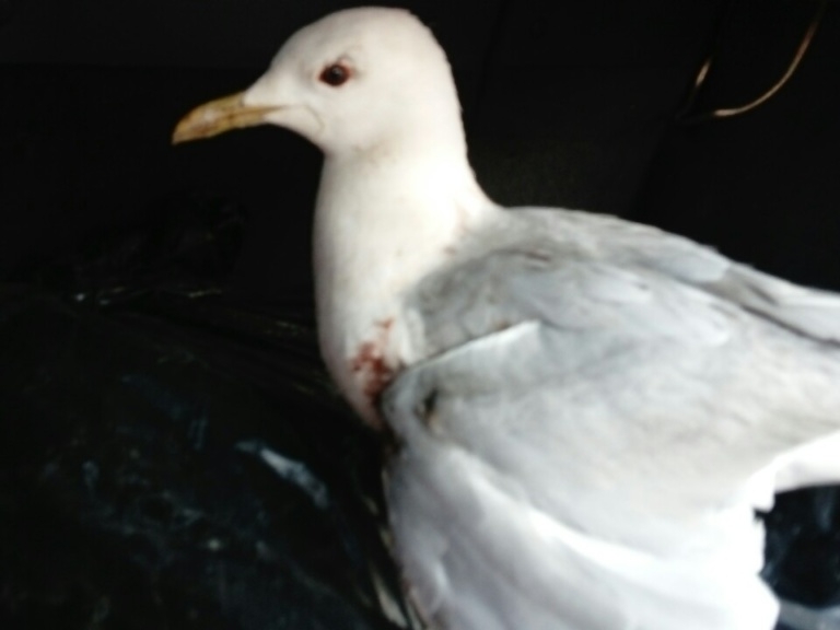 Image for Экоцентр «Дронт» просит у нижегородцев помощи в лечении раненой чайки