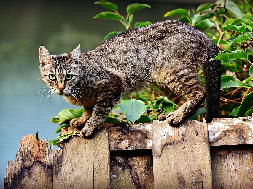 Image for Разыскивается нижегородский живодер, покалечивший кошку