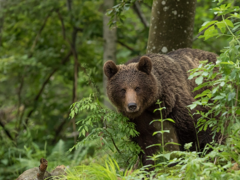 В районе поиска 5-летней Зарины Авгоновой волонтеры встретили медведя