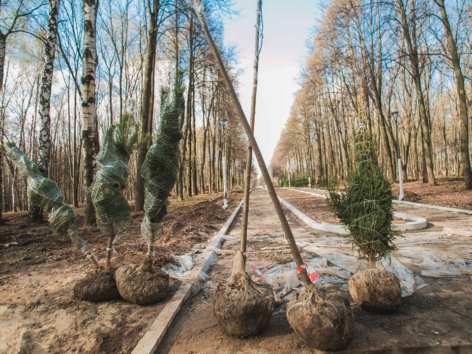 Image for В нижегородском парке «Швейцария» приступили к высадке деревьев 