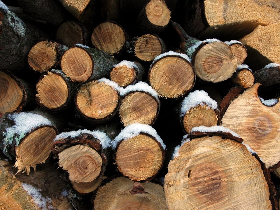 Image for В Нижегородской области лесоруба убило упавшим деревом