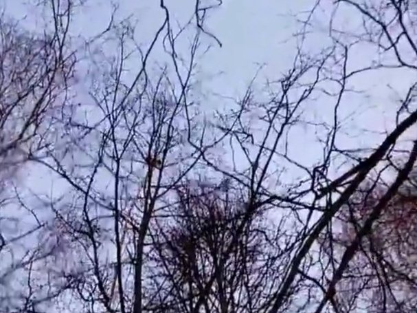 Image for Альпинисты спасли кошку, просидевшую три дня на дереве Автозаводского парка