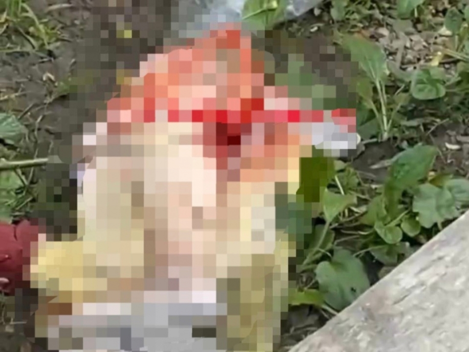 Image for Отрубленную человеческую ногу нашли на тропинке в Лукоянове