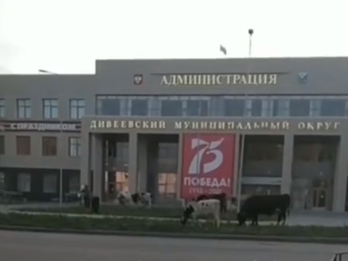Нижегородская Индия: в Дивееве коровы пасутся возле здания администрации