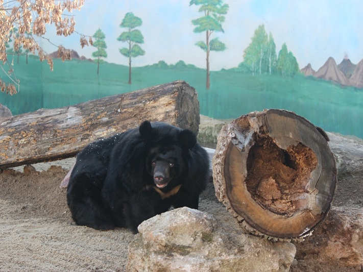 Image for Одноглазую медведицу из зоопарка «Мишутка» перевезли в «Лимпопо»
