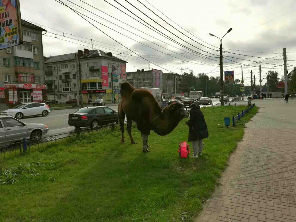 Image for Жители Дзержинска заметили на улицах города верблюда
