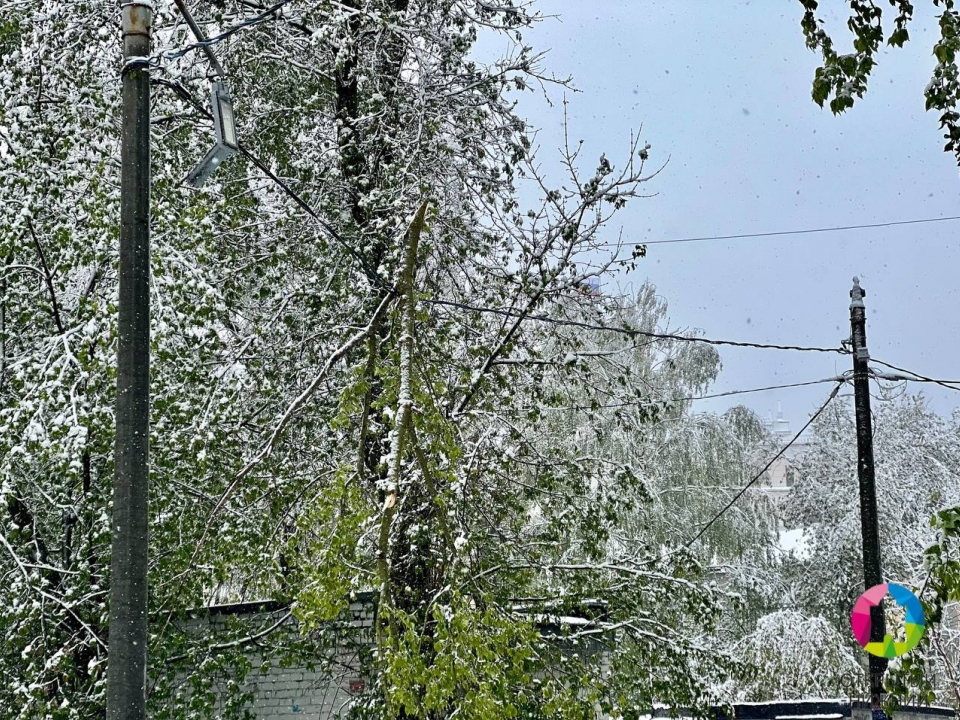 Image for Майский снегопад повалил деревья в Нижнем Новгороде