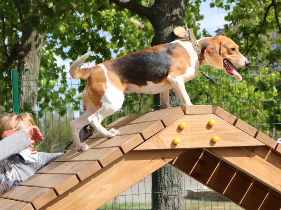 Image for Еще три площадки для выгула собак открылись в Автозаводском районе