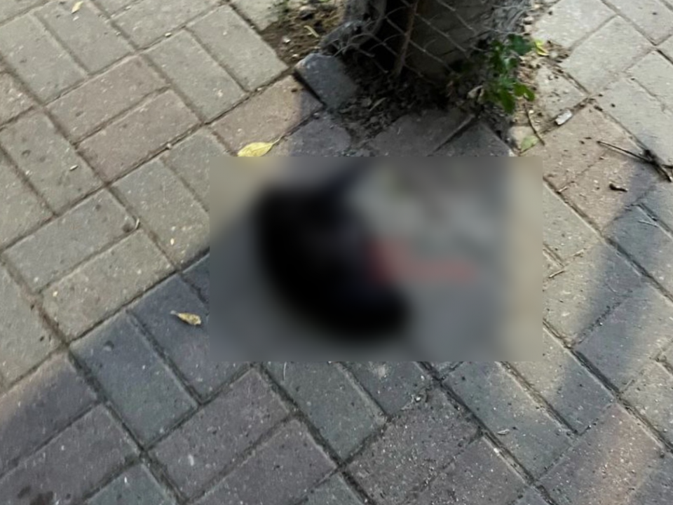 Image for Отрубленную баранью голову нашли на улице в Сормове