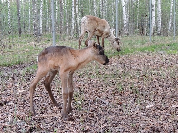 Северный оленёнок родился в Керженском заповеднике в Нижегородской области