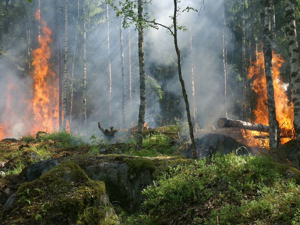 Image for Около 2 га леса горит в Керженском заповеднике из-за молнии