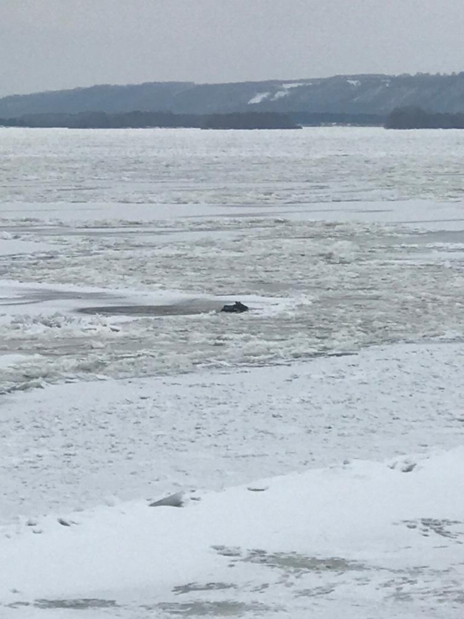 Image for Нижегородцы спасли на Волге провалившуюся под лед лосиху