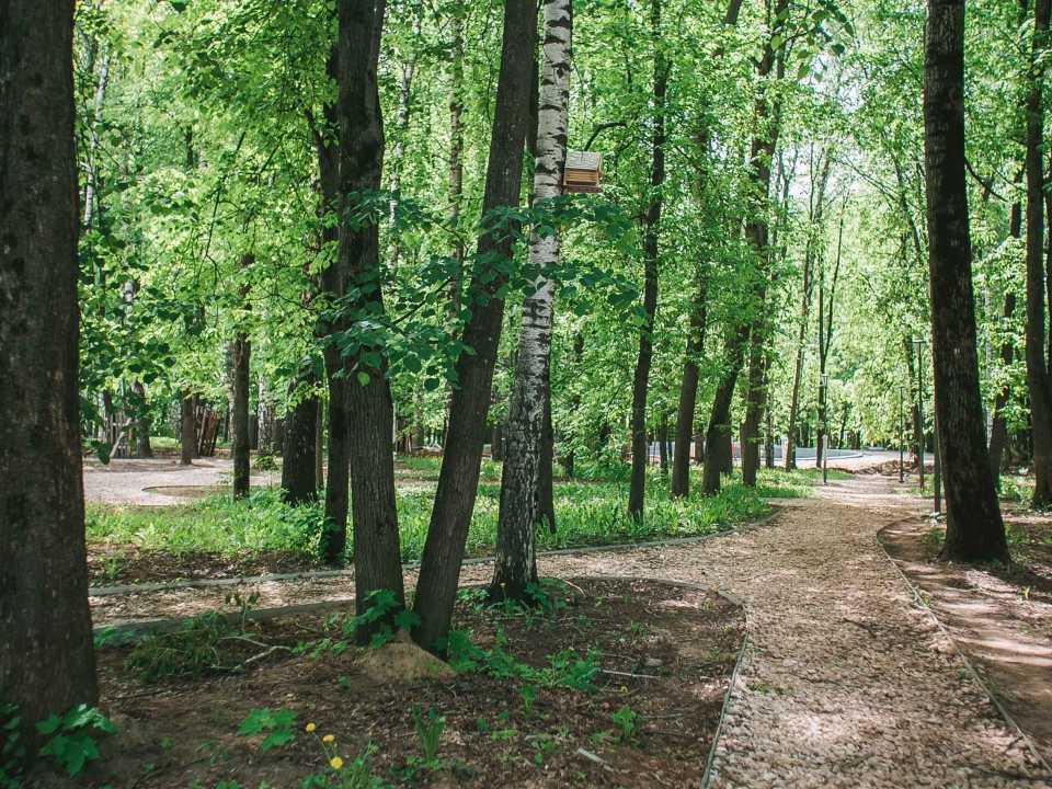 Image for Более 500 деревьев высадили в нижегородском парке «Швейцария» 