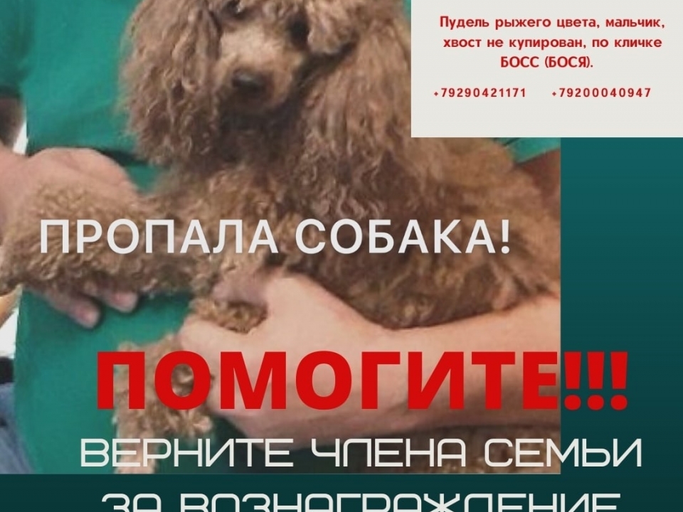 Image for Нижегородцы готовы заплатить 50 тысяч рублей за возвращение их пуделя