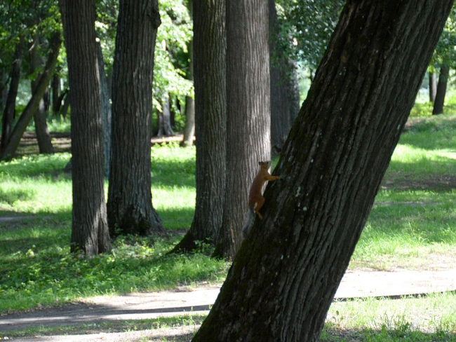 Image for 16 белок из Калуги поселили в городском парке Выксы