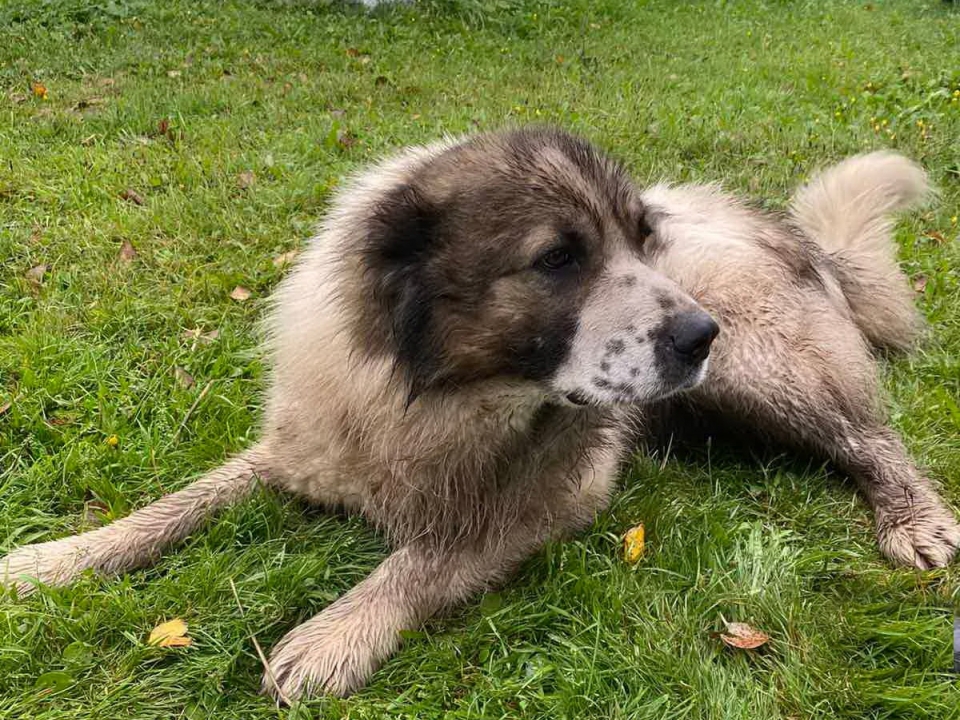 Image for Три служебные собаки из нижегородского ГУФСИН ищут новый дом