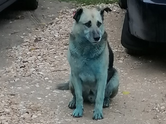 Image for Голубые собаки снова замечены в Дзержинске