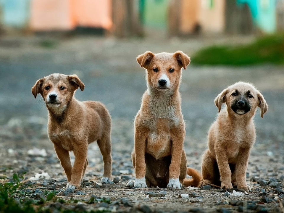 Image for Госдума РФ приняла закон об ответственном обращении с животными