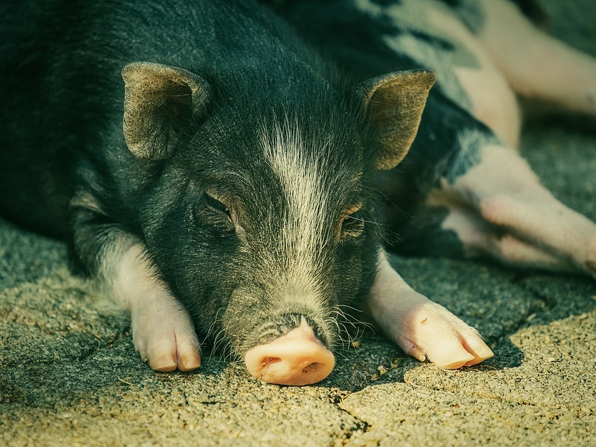 Ещё один очаг африканской чумы свиней выявили в Нижегородской области