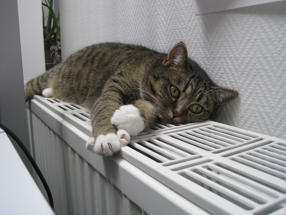 Image for 11 тысяч раз пожаловались нижегородцы на отсутствие отопления в квартирах