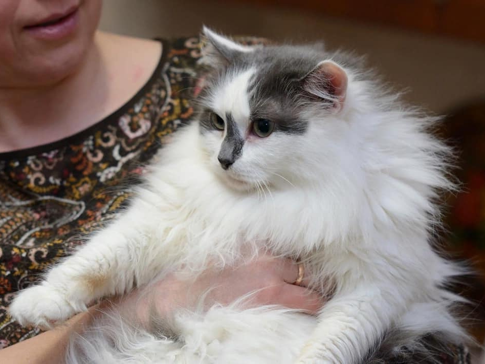 Image for Умирающая нижегородка ищет новый дом своим 60-ти кошкам