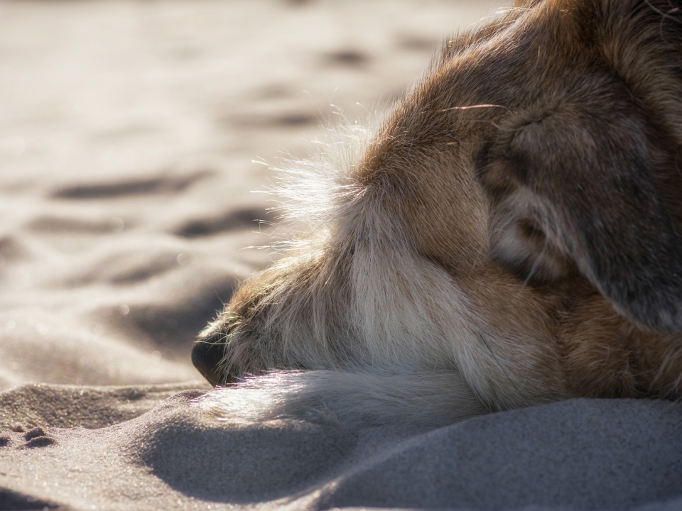 Image for Нижегородцам запретили брать собак на пляжи 