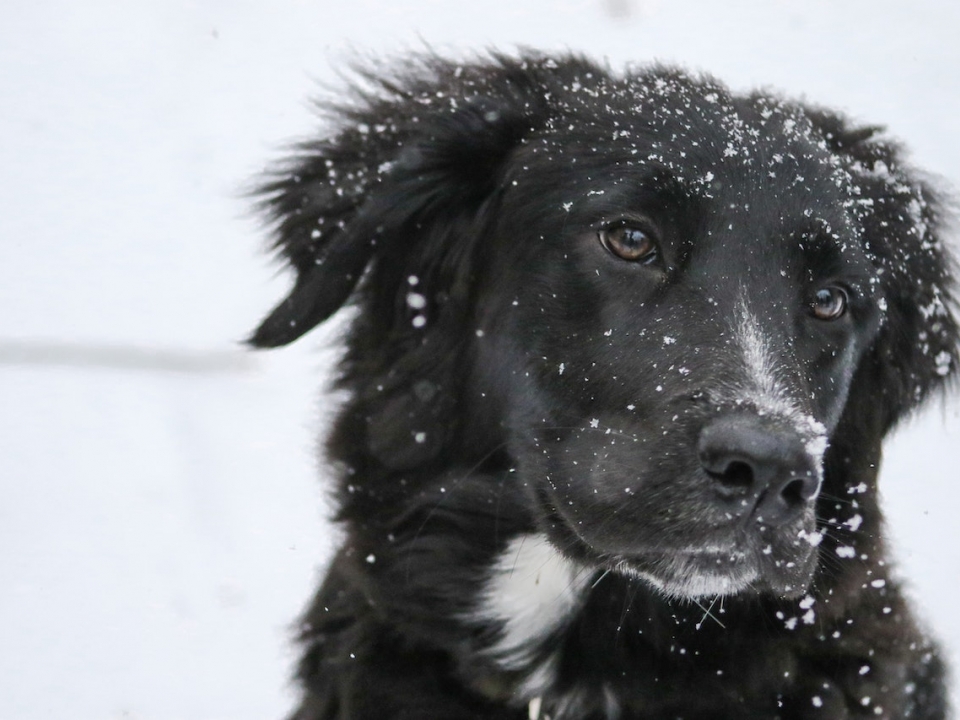 Image for Нижегородские зоозащитники призывают помогать бездомным животным в морозы