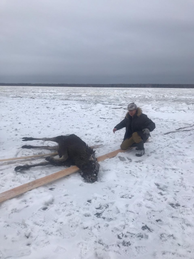 Image for Нижегородцы спасли на Волге провалившуюся под лед лосиху