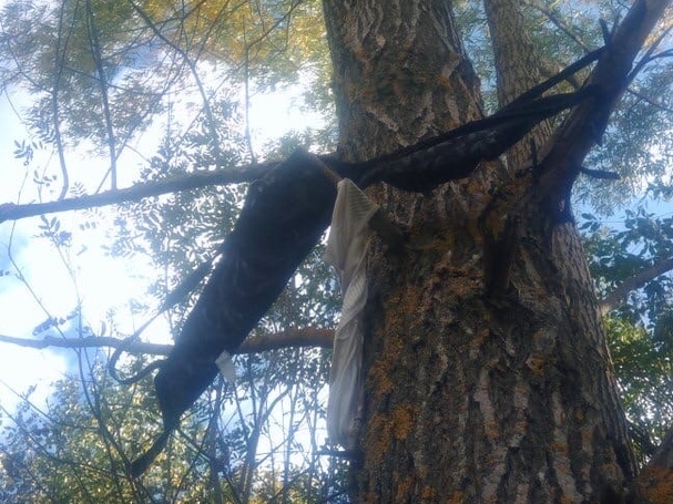 Image for В Арзамасе неизвестные обмотали дерево нижним бельем
