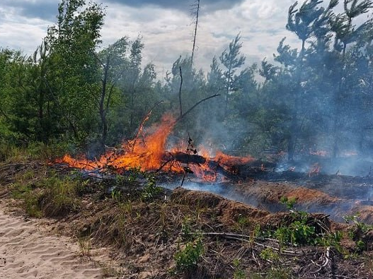 Image for Пожар локализован в Керженском заповеднике на площади 5,5 га