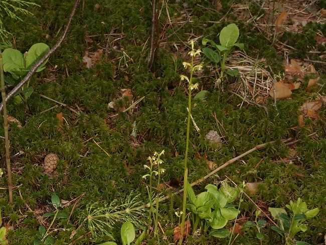 Image for Редкая орхидея впервые за 20 лет найдена в Керженском заповеднике