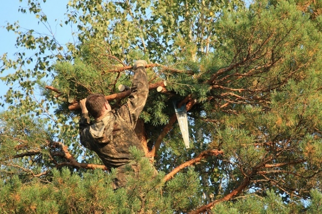 Искусственные гнёзда для редких сов установили в пяти районах Нижегородской области