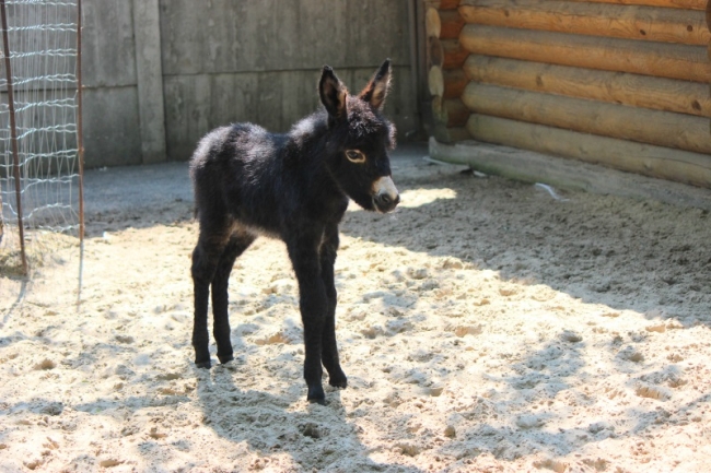 Image for Ослик родился в зоопарке «Лимпопо» в Нижнем Новгороде