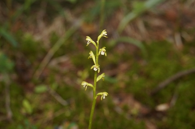 Image for Редкая орхидея впервые за 20 лет найдена в Керженском заповеднике