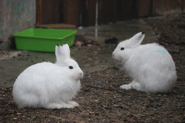 Зайцы-беляки из Якутии поселились в зоопарке «Лимпопо» Нижнего Новгорода