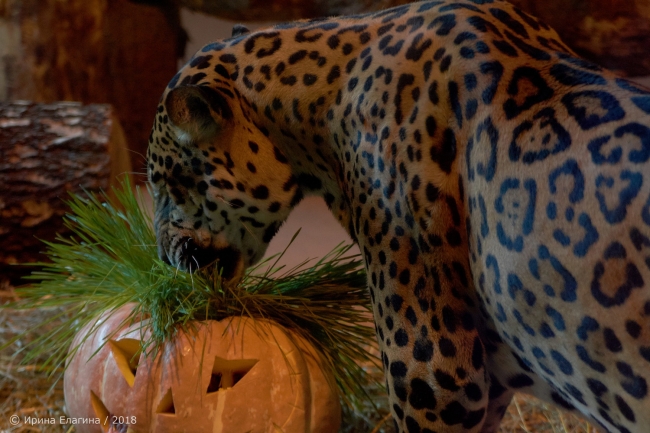 Image for Питомцев «Лимпопо» угостили праздничным обедом в честь Хеллоуина