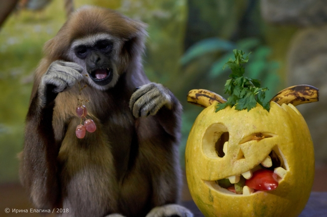 Image for Питомцев «Лимпопо» угостили праздничным обедом в честь Хеллоуина